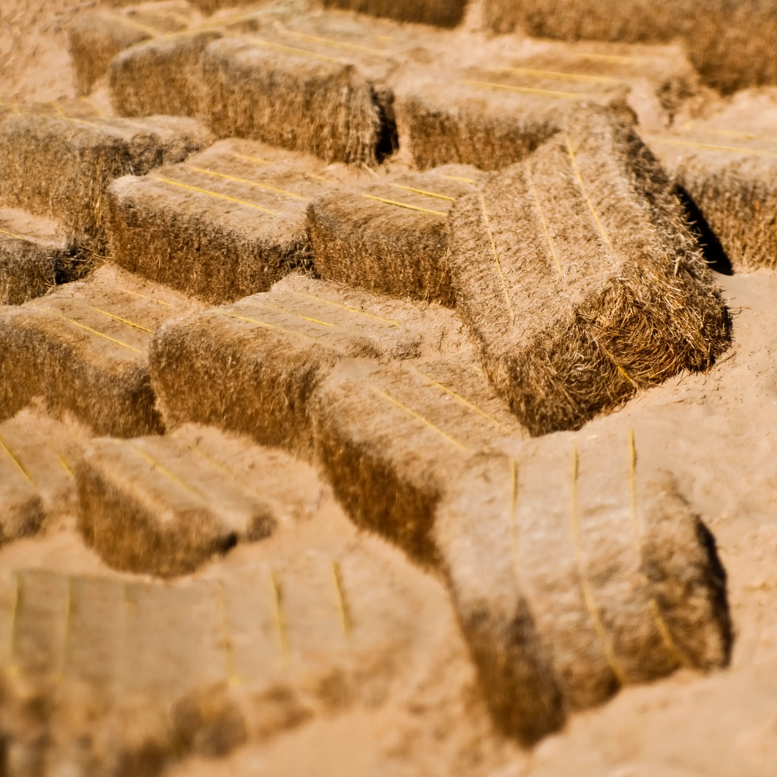 Musturd Bales